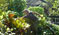 Plant propagation at Hi'ilani